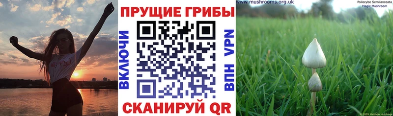 Псилоцибиновые грибы мицелий  Купить  Нижняя Салда 